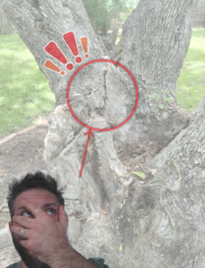 Close-up of a hazardous tree with visible cracks in the trunk, highlighted with a red circle and exclamation marks, representing potential structural failure Tree risk assessment Hazard tree evaluation Tree hazard mitigation Structural tree cracks Hazardous tree inspection Certified arborist risk assessment Tree safety inspection Tree stability evaluation Tree failure prevention Professional arborist services