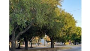 Majestic live oaks lining the median of Montrose Boulevard, showcasing lush canopies and the beauty of preserved urban green spaces.