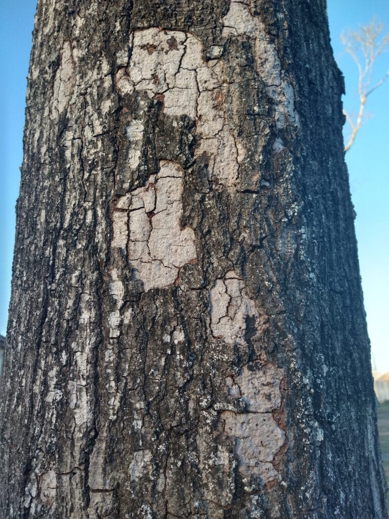 Oak tree with bark peeling due to Hypoxylon canker infection