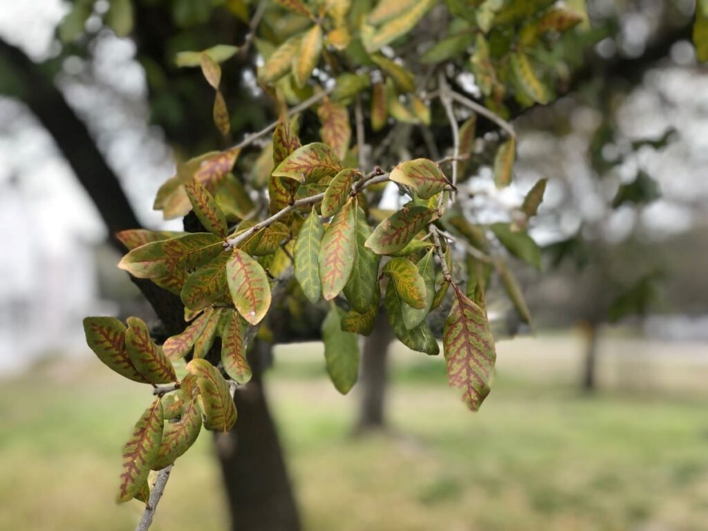 Live oak leaves showing veinal necrosis from oak wilt