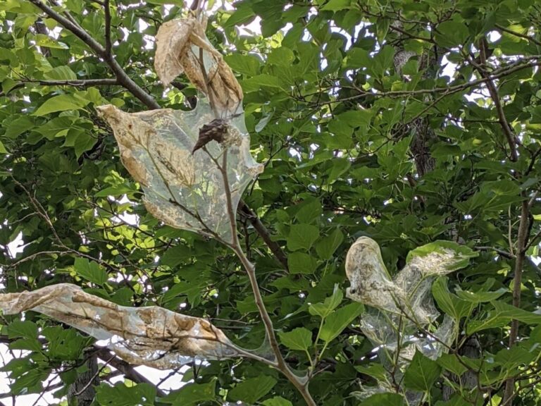 Fall Webworms in Trees: Symptoms, Damage & Control Methods - www ...