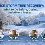 Ice storm damage to trees showing recovery steps including watering, mulching, scratch testing, and professional arborist evaluation