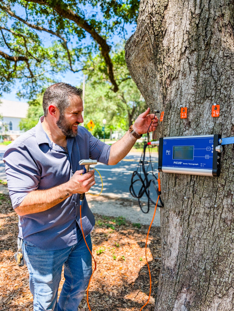 ISA Board Certified Master Arborist Matt Latham performing sonic tomography on a mature live oak tree to detect internal decay and evaluate structural stability in Houston, Texas.