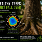 Illustration showing how the Root-Stem Transition Zone (RSTZ) supports tree stability and how sonic tomography detects hidden decay near the root flare before tree failure.