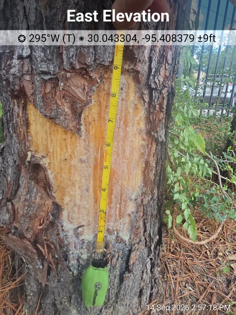 Consulting arborist documenting and measuring trunk damage during a forensic tree investigation.