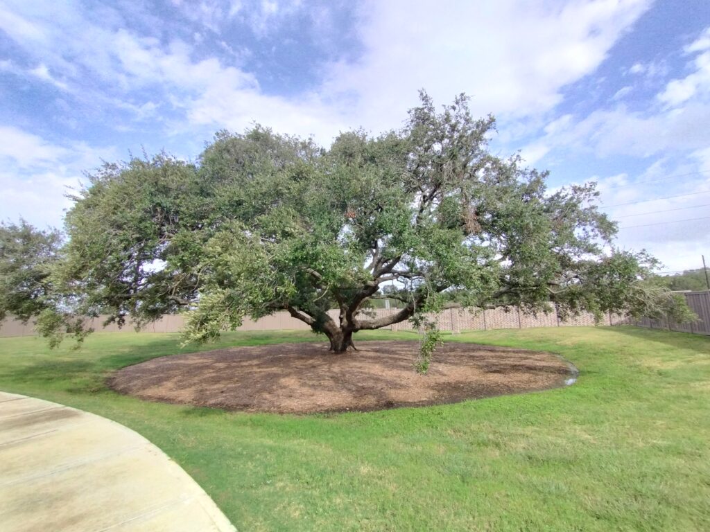 Mature live oak evaluated for a professional tree appraisal by a consulting arborist.